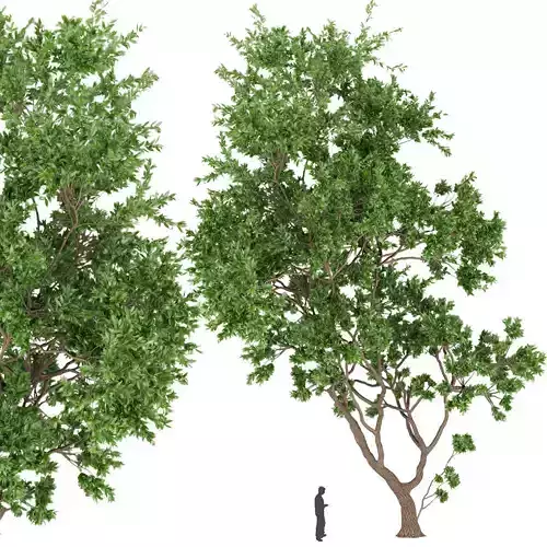 Collection plant vol 111