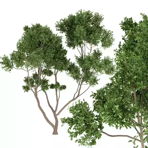 Collection plant vol 112