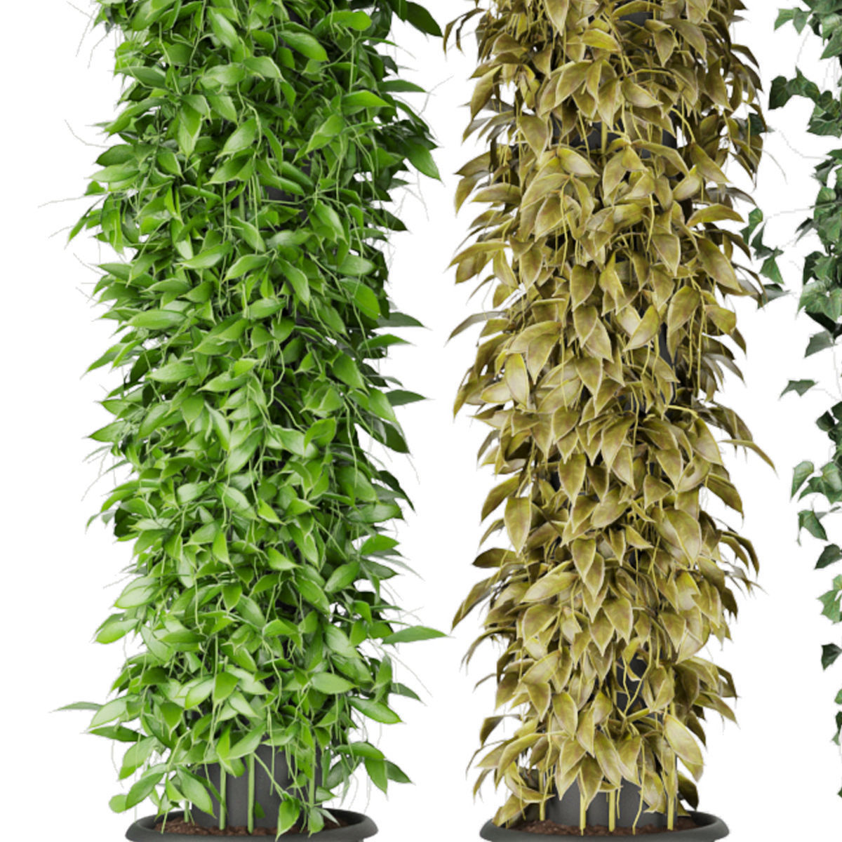 Collection plant vol 113 3D model_2