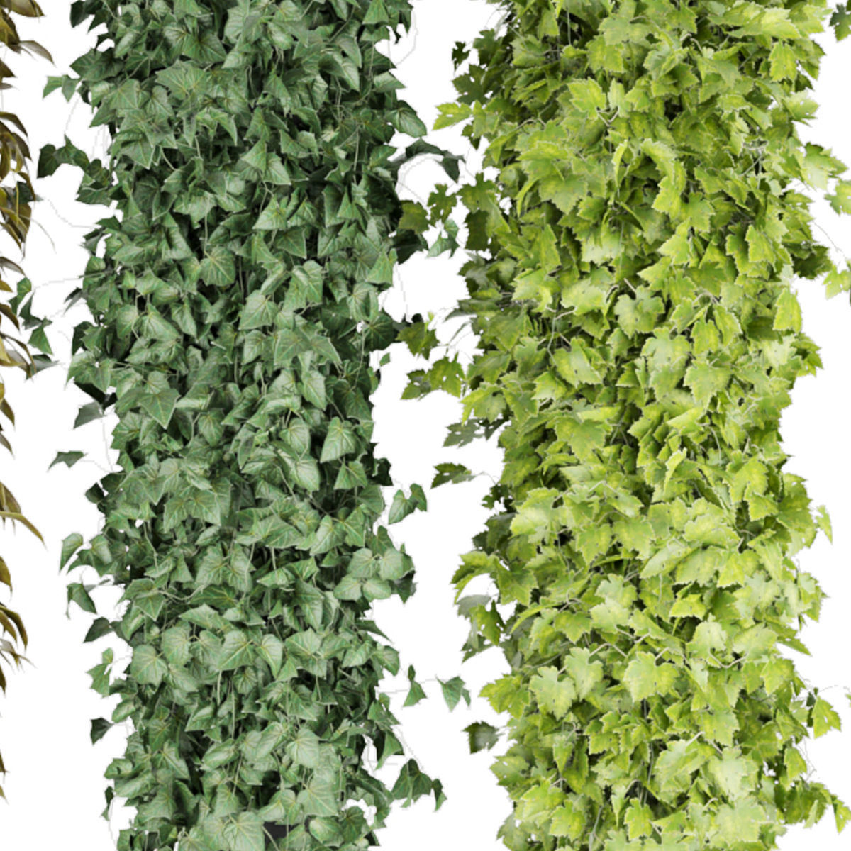 Collection plant vol 113 3D model_3