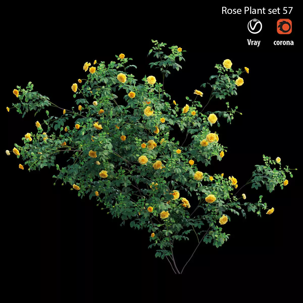 Rose plant set 57 3D model