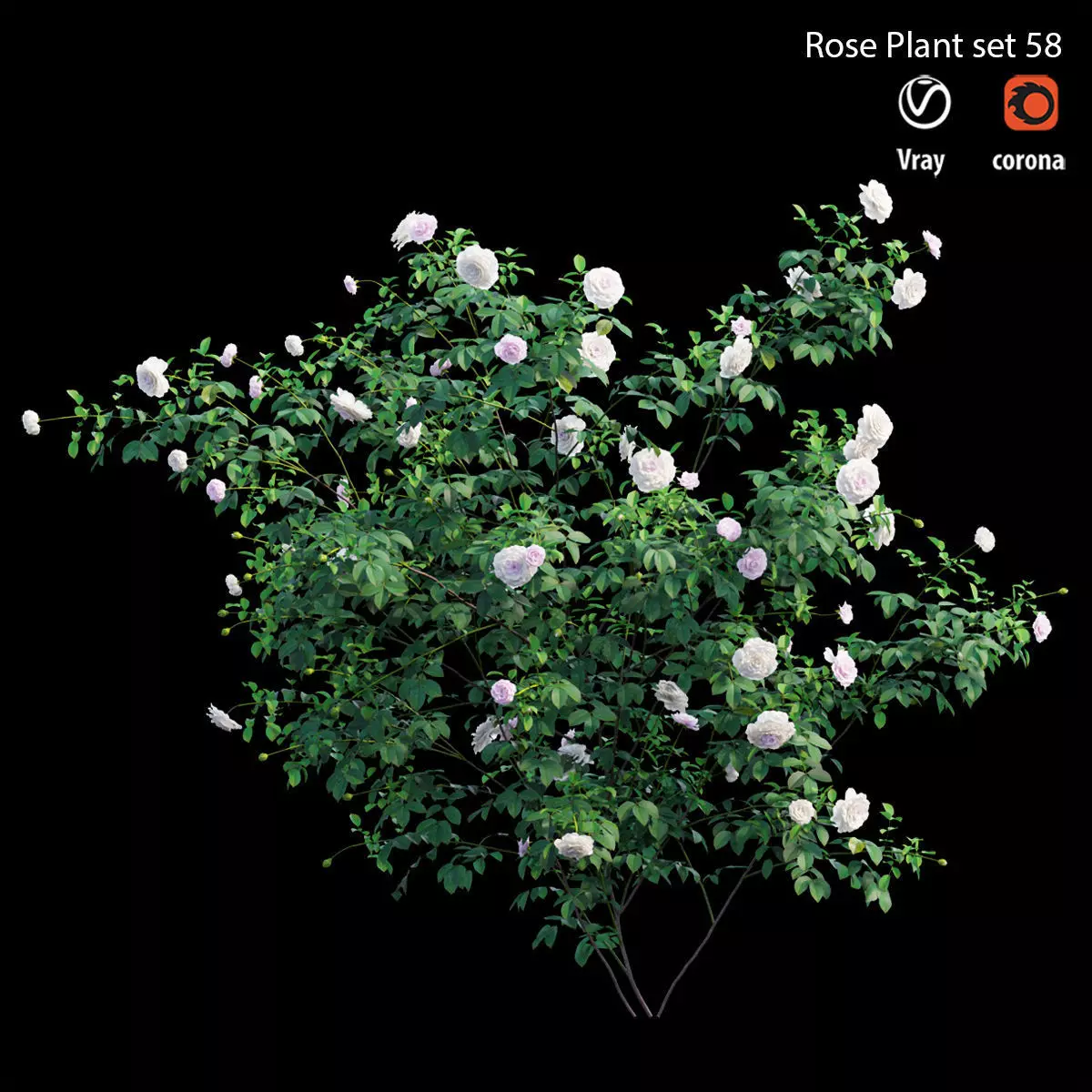 Rose plant set 58 3D model