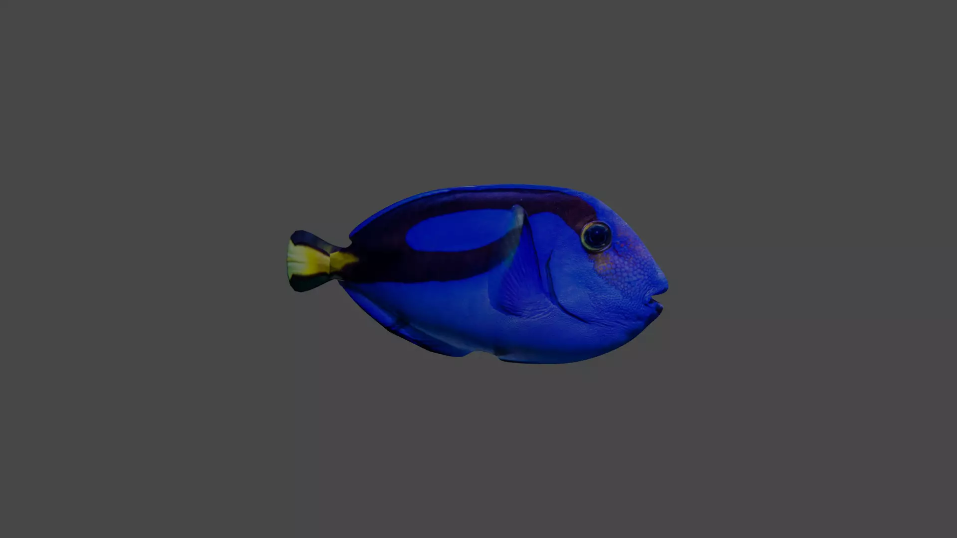 a fish Free 3D model