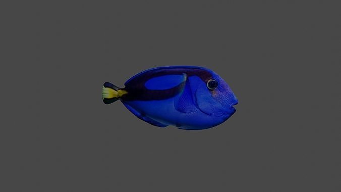 a fish Free 3D model