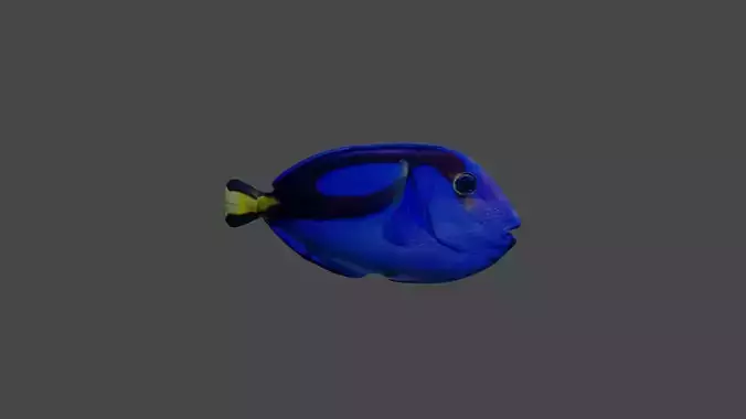 a fish