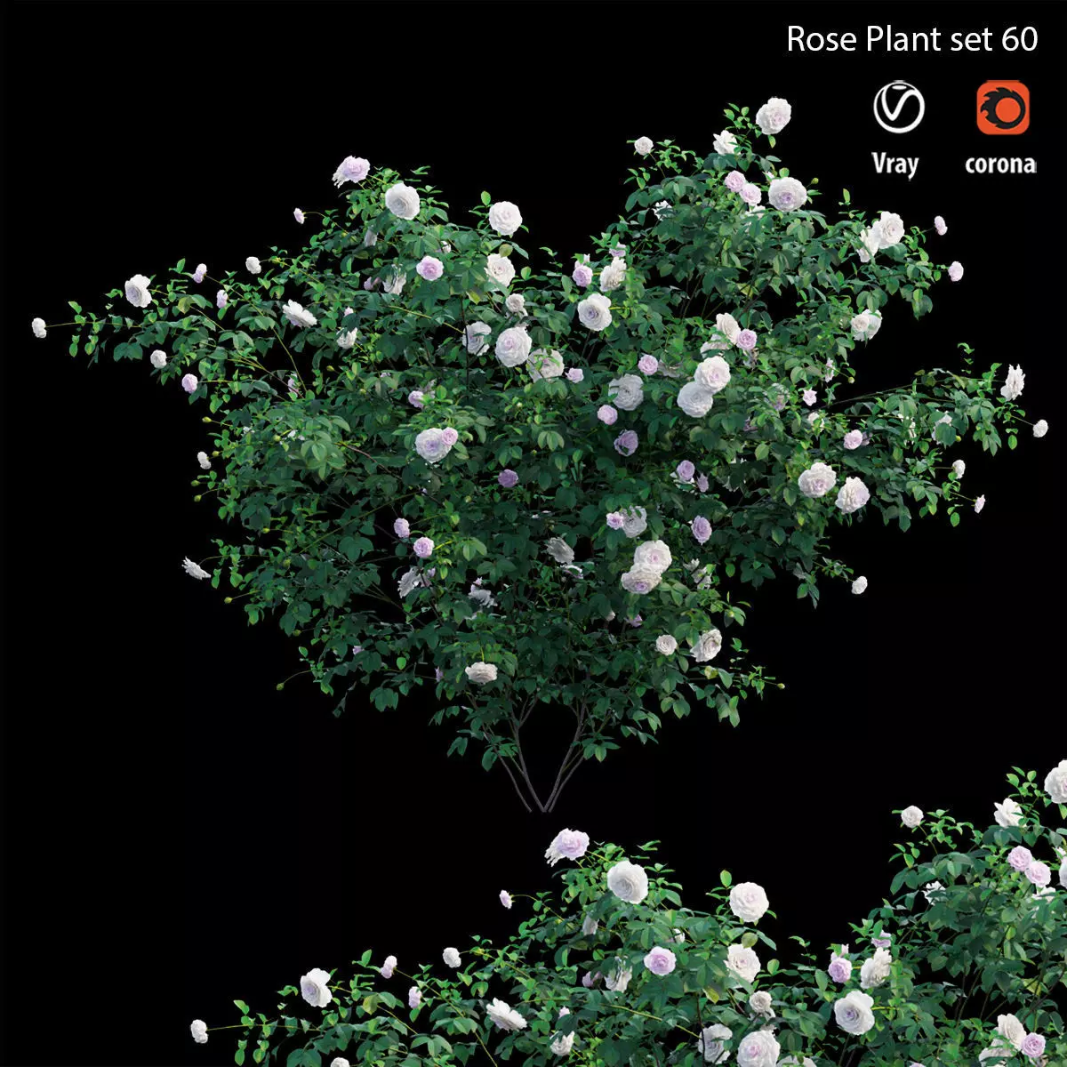 Rose plant set 60 3D model