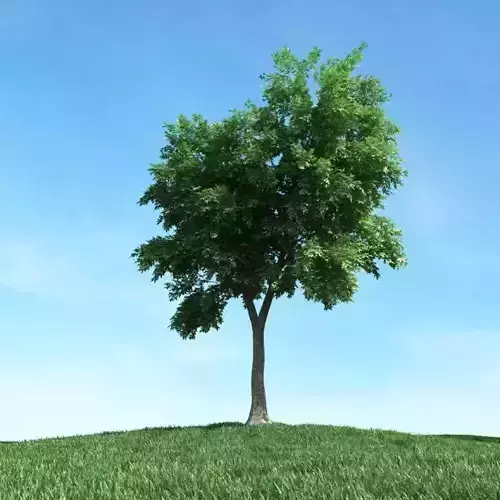 Sequoia Tree 3D model