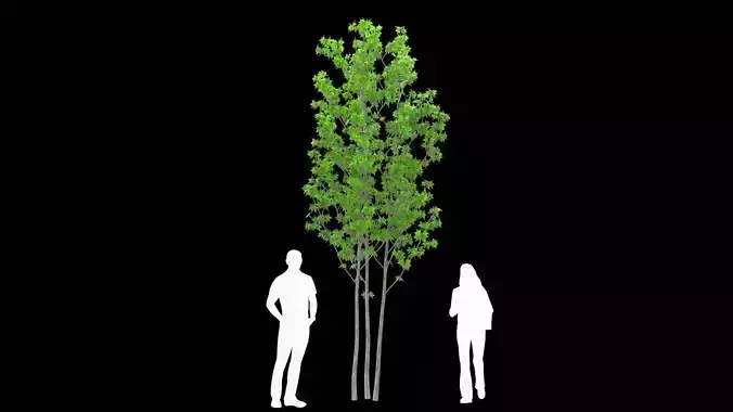Fraxinus lanuginosa Aodamo 3D model