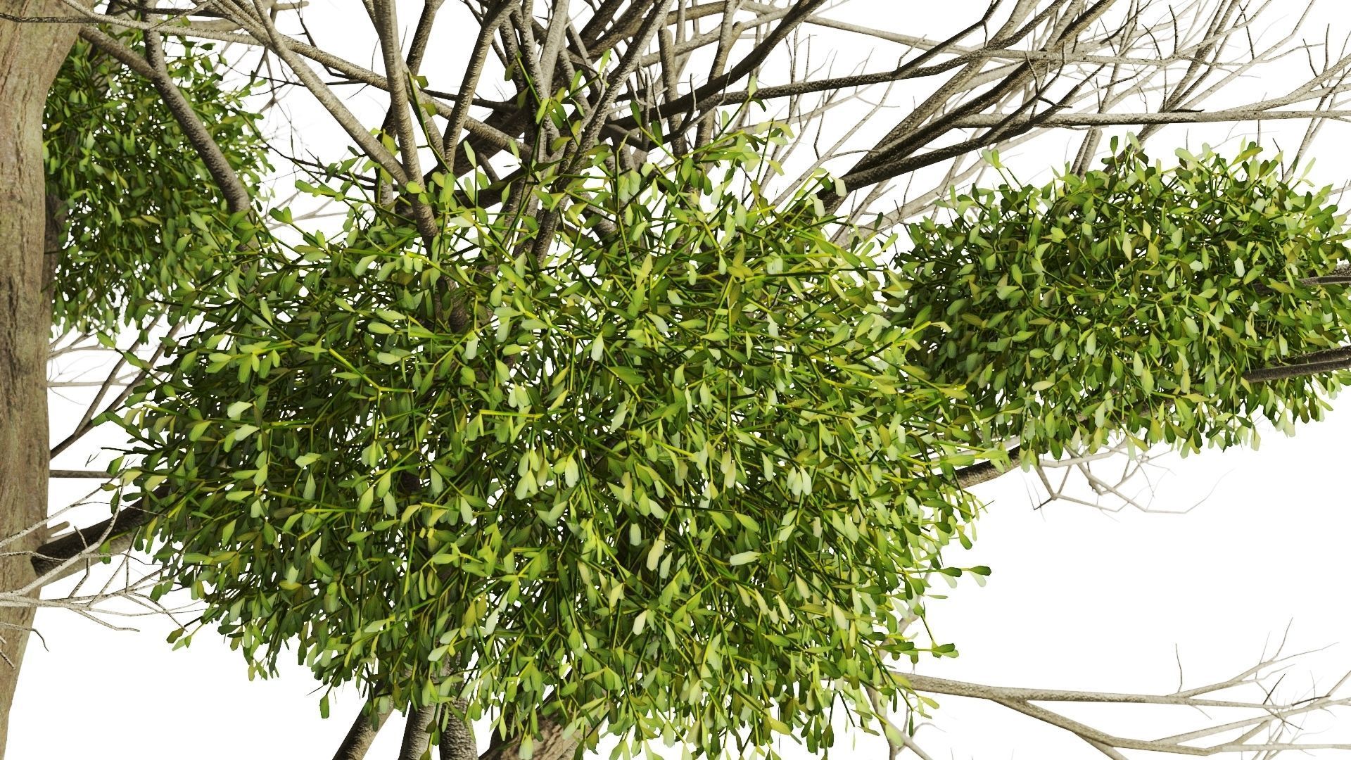 Tree With Mistletoe 3D model_5
