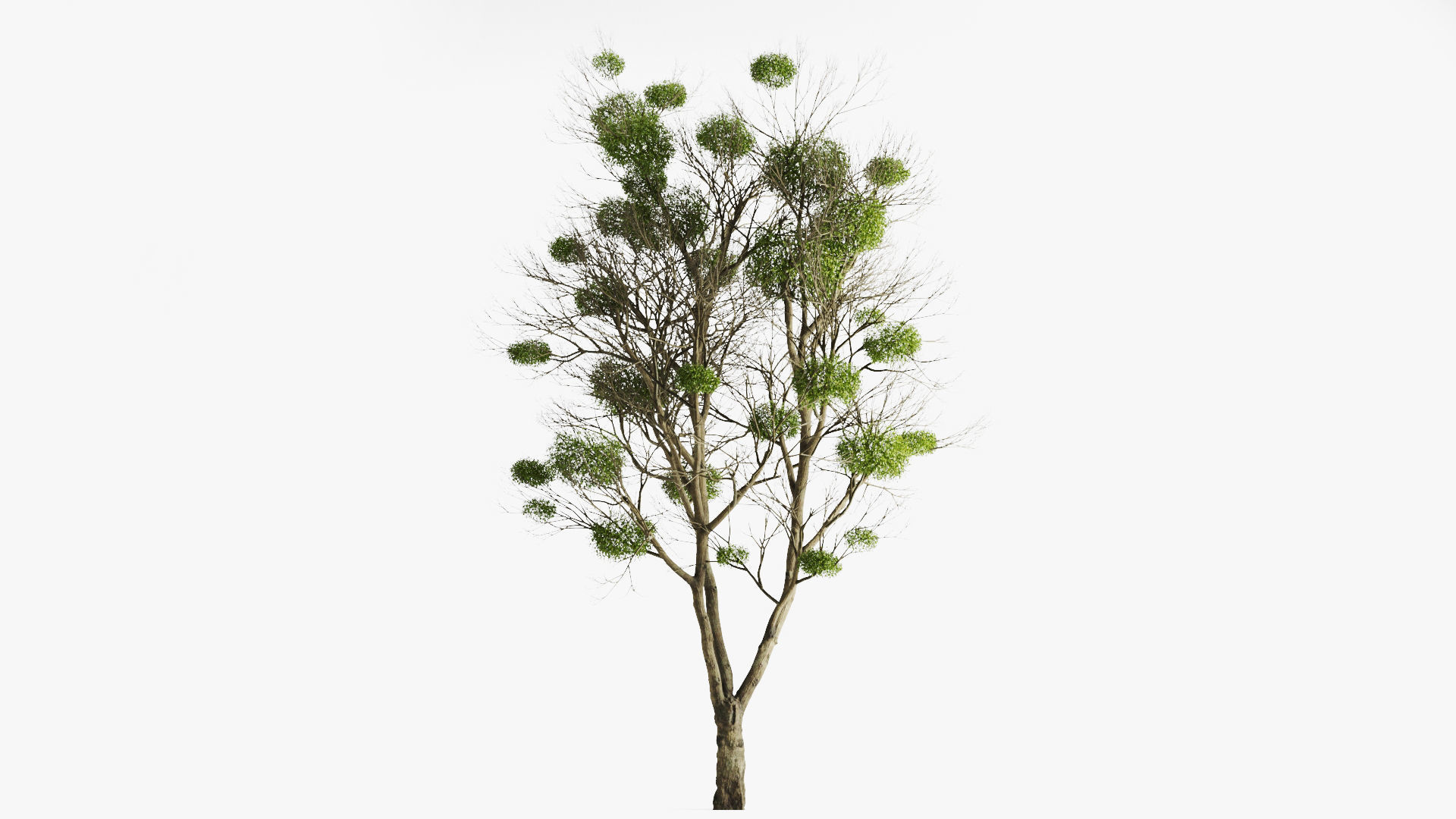 Tree With Mistletoe 3D model_1