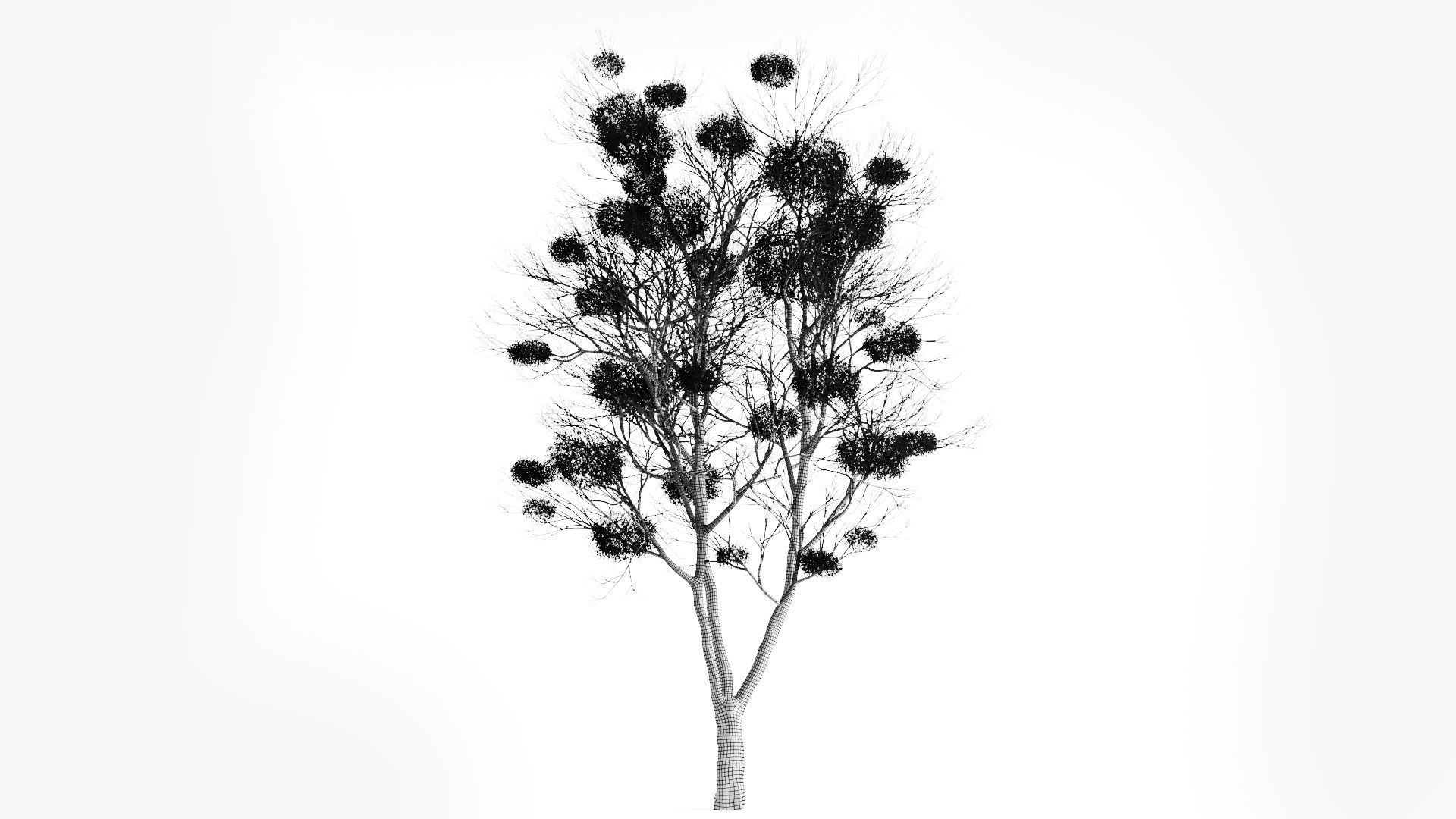 Tree With Mistletoe 3D model_2