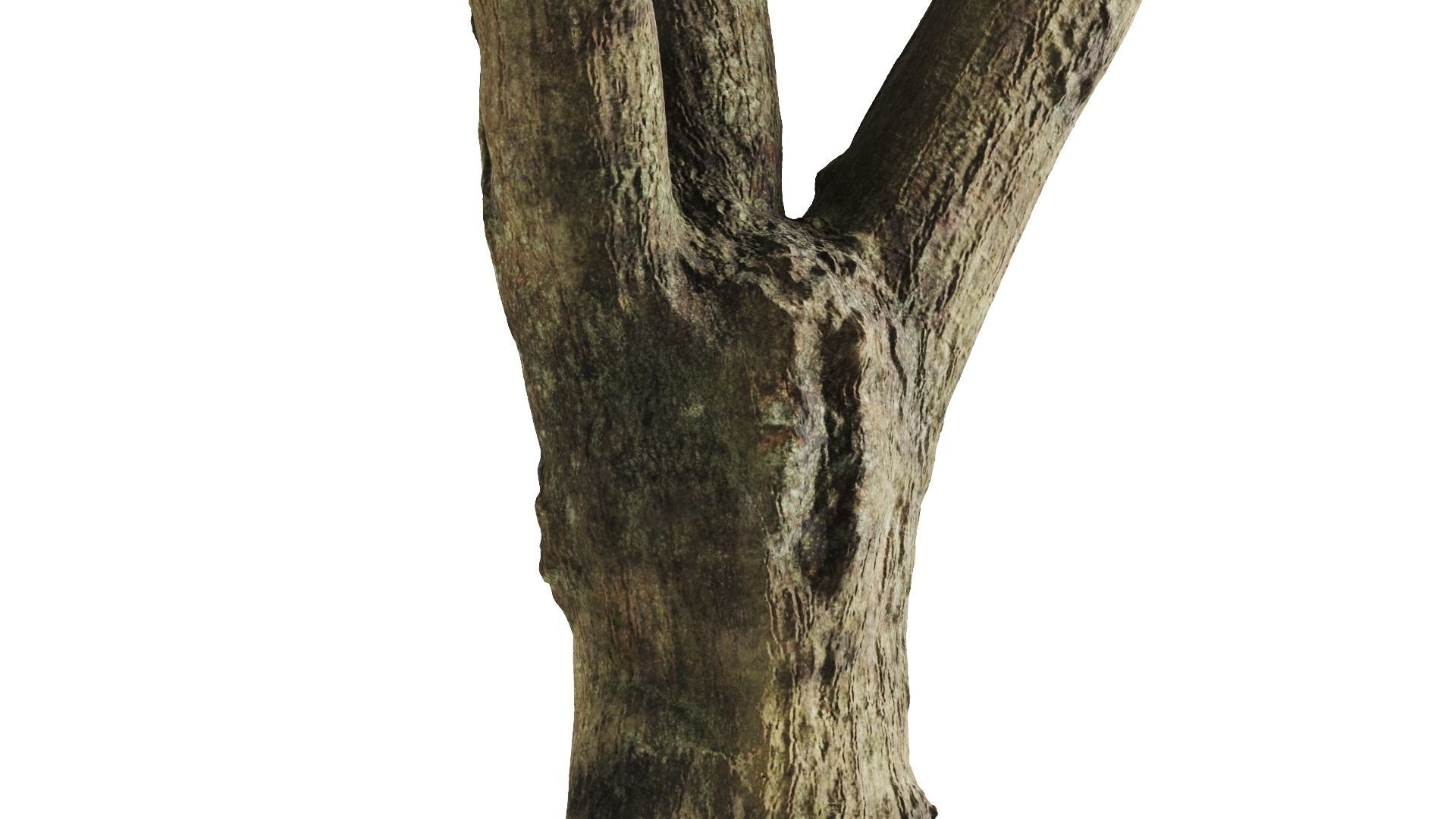 Tree With Mistletoe 3D model_8