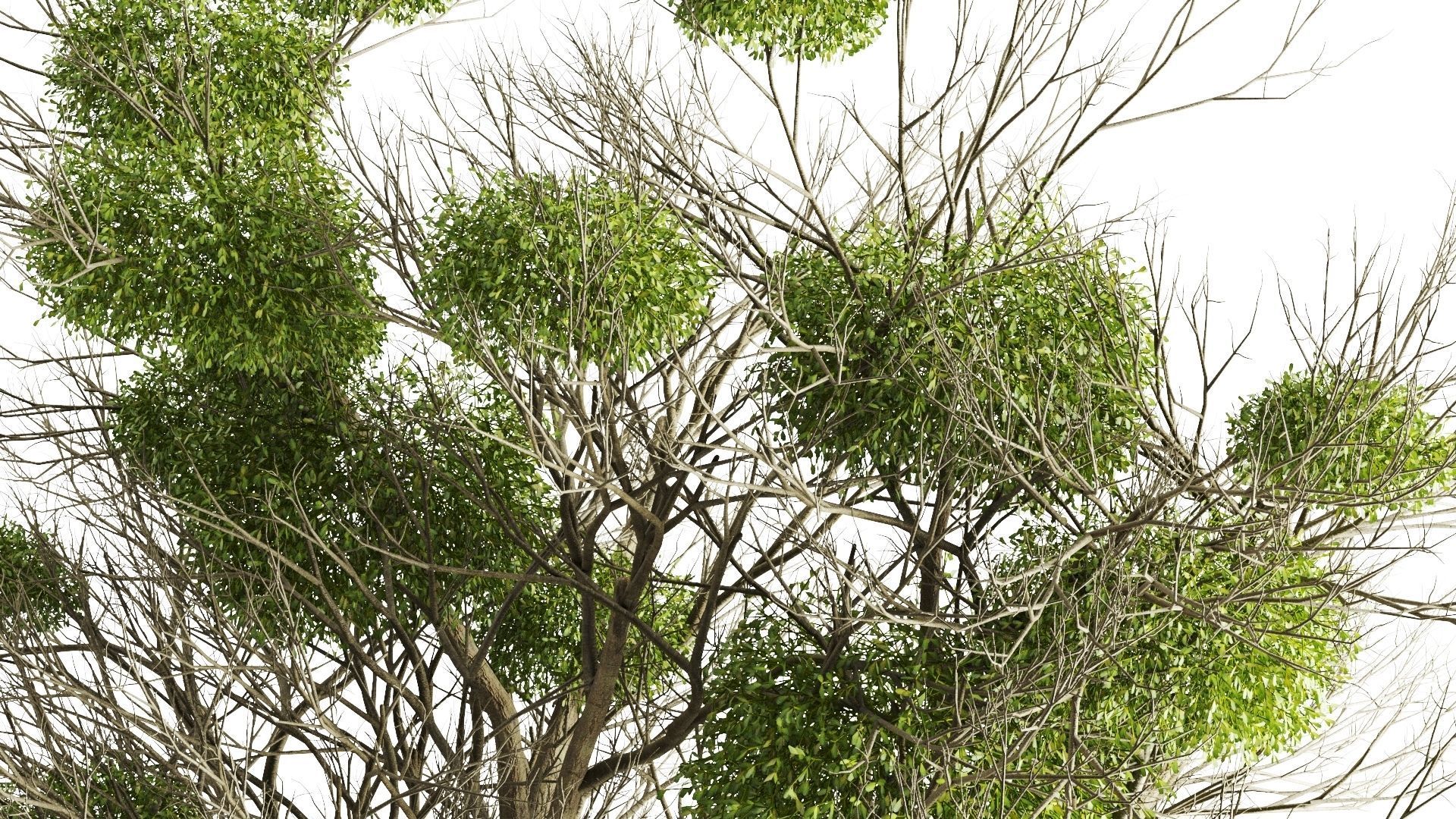 Tree With Mistletoe 3D model_3