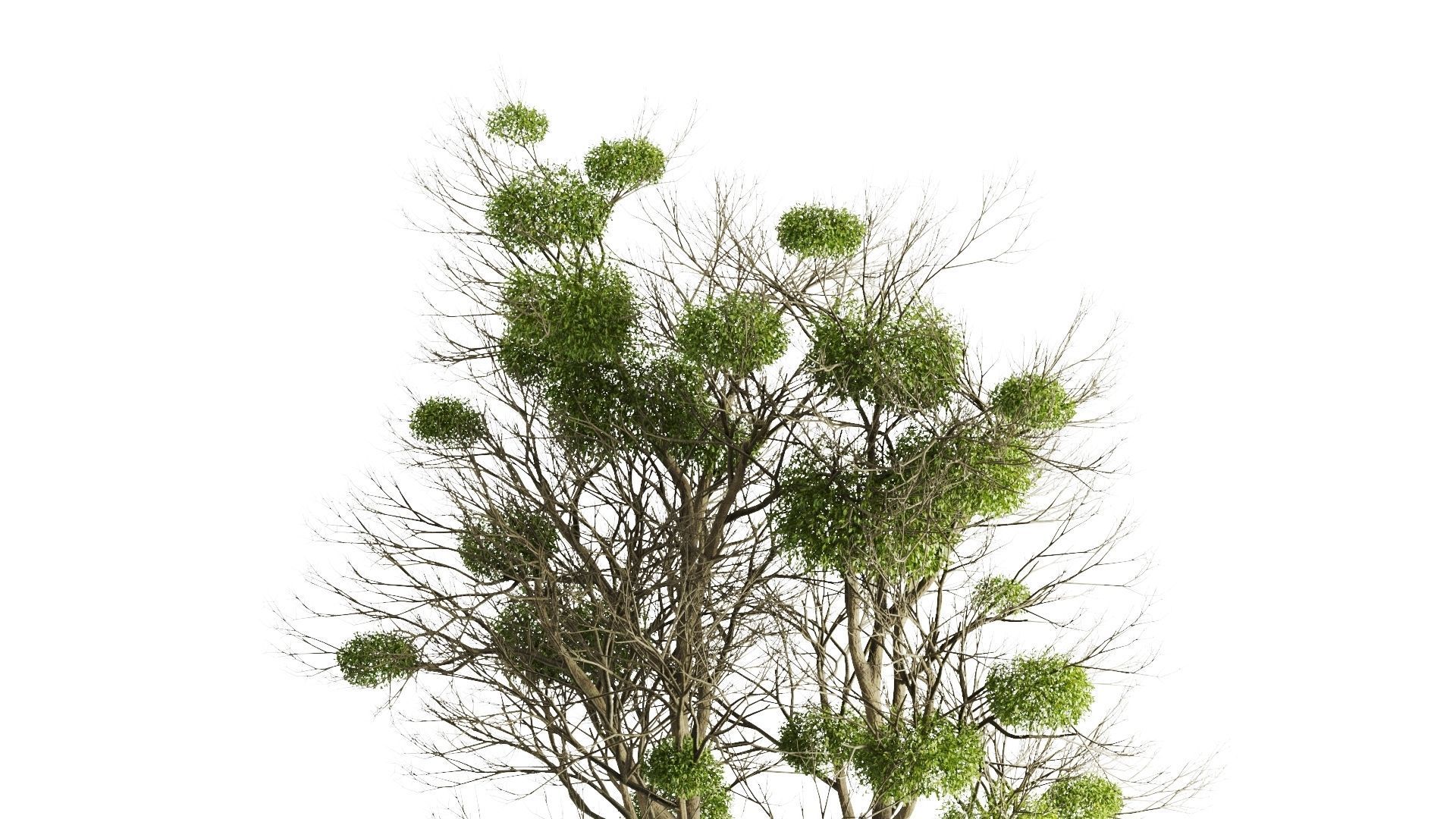 Tree With Mistletoe 3D model_10
