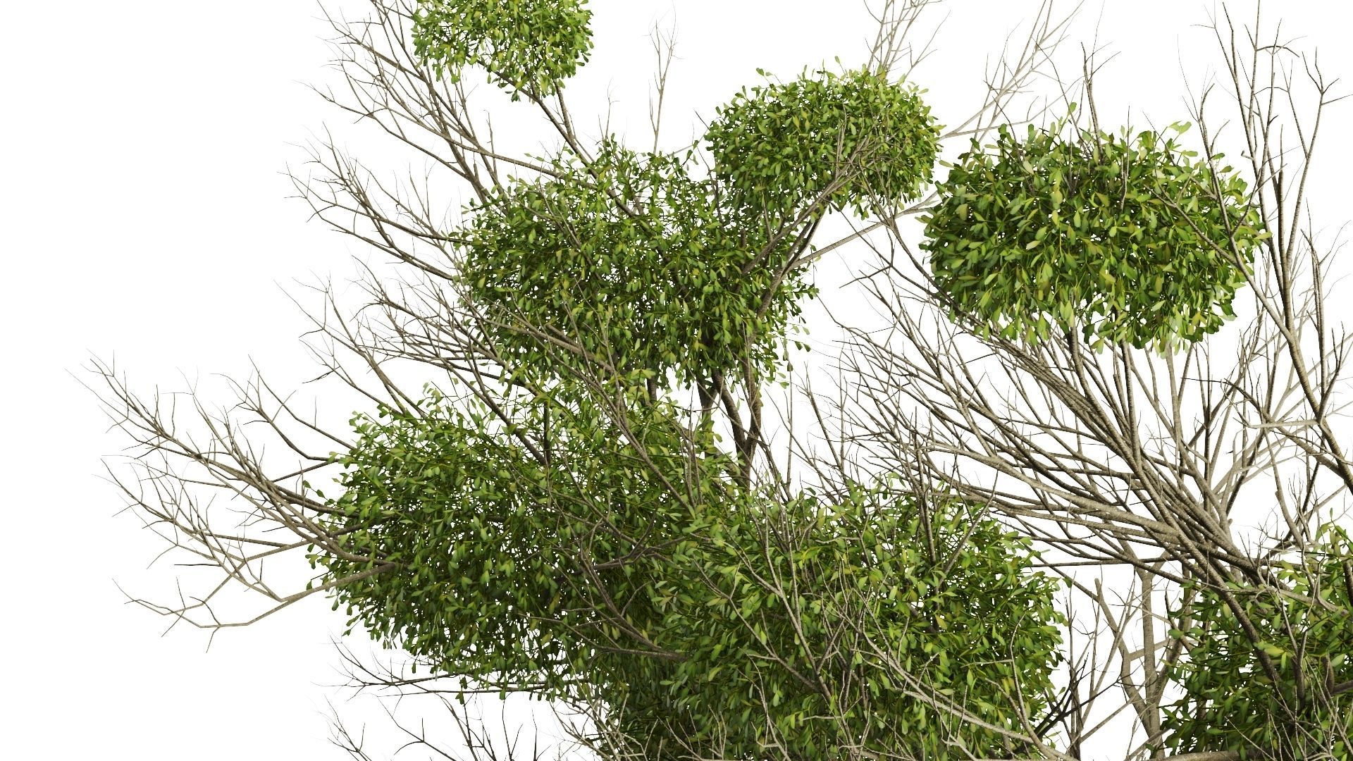 Tree With Mistletoe 3D model_7