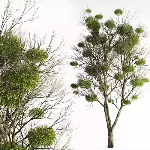 Tree With Mistletoe 3D model