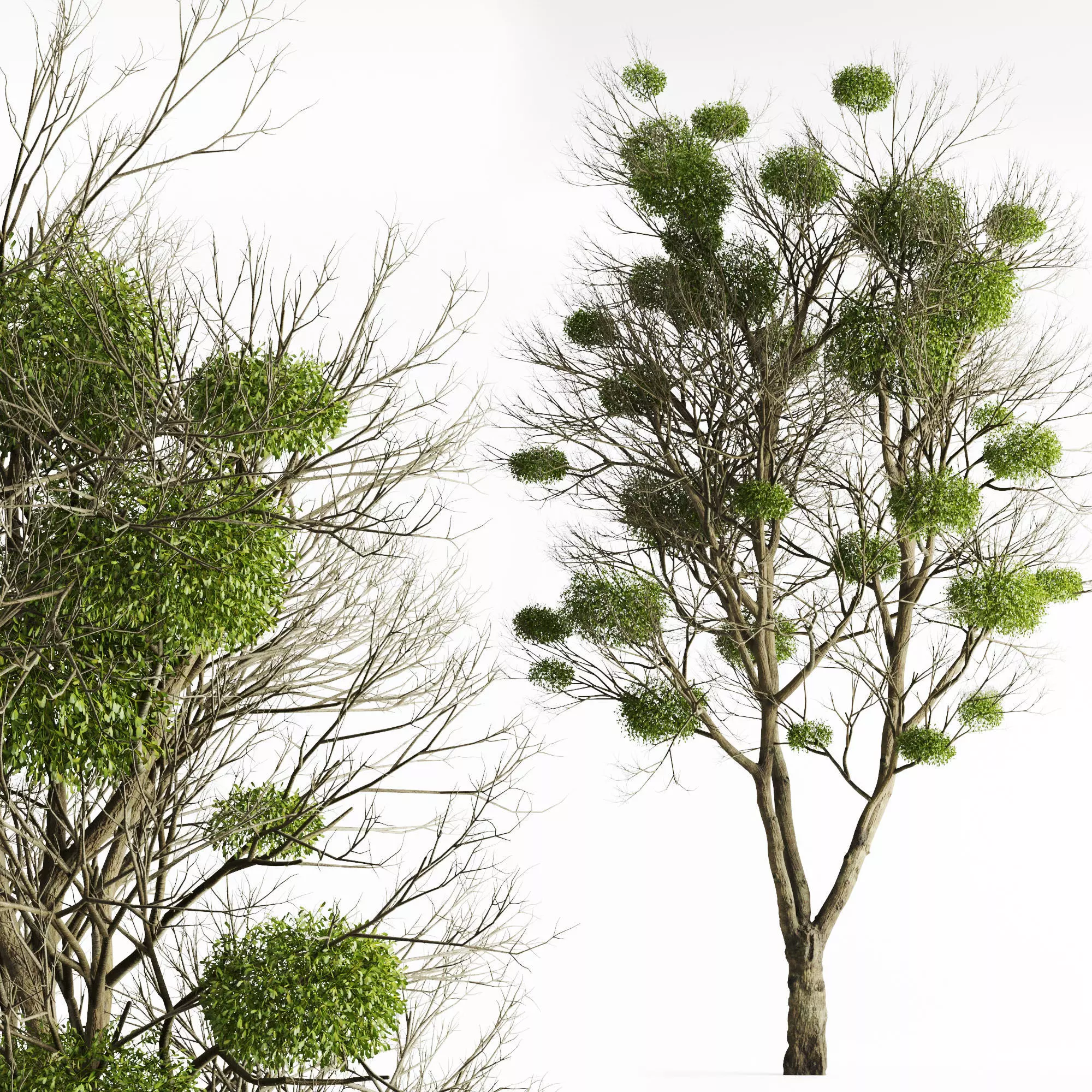 Tree With Mistletoe 3D model_0