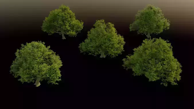 High Poly Oak Tree Set 3D model