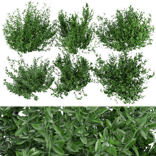Collection plant vol 124 3D model