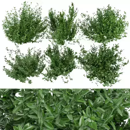 Collection plant vol 124 3D model