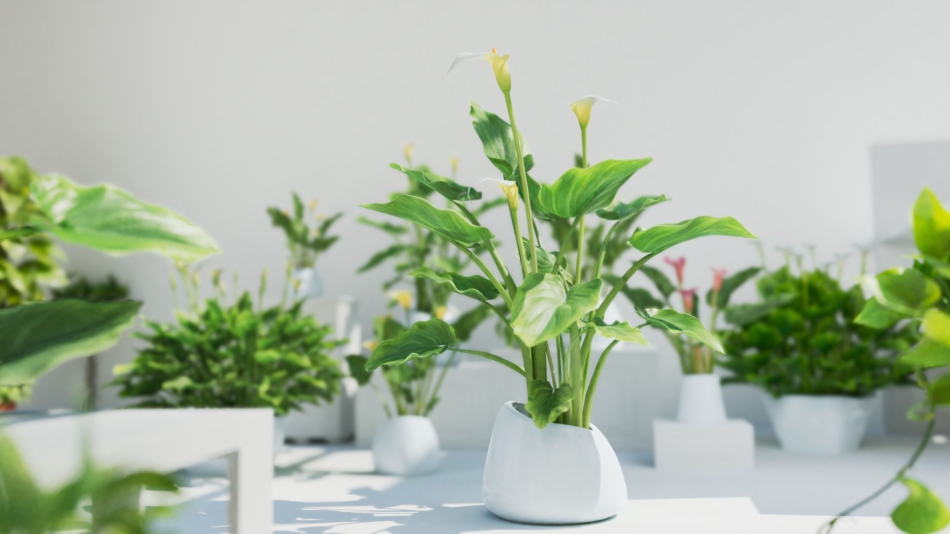 Calla Lily 3D model_1