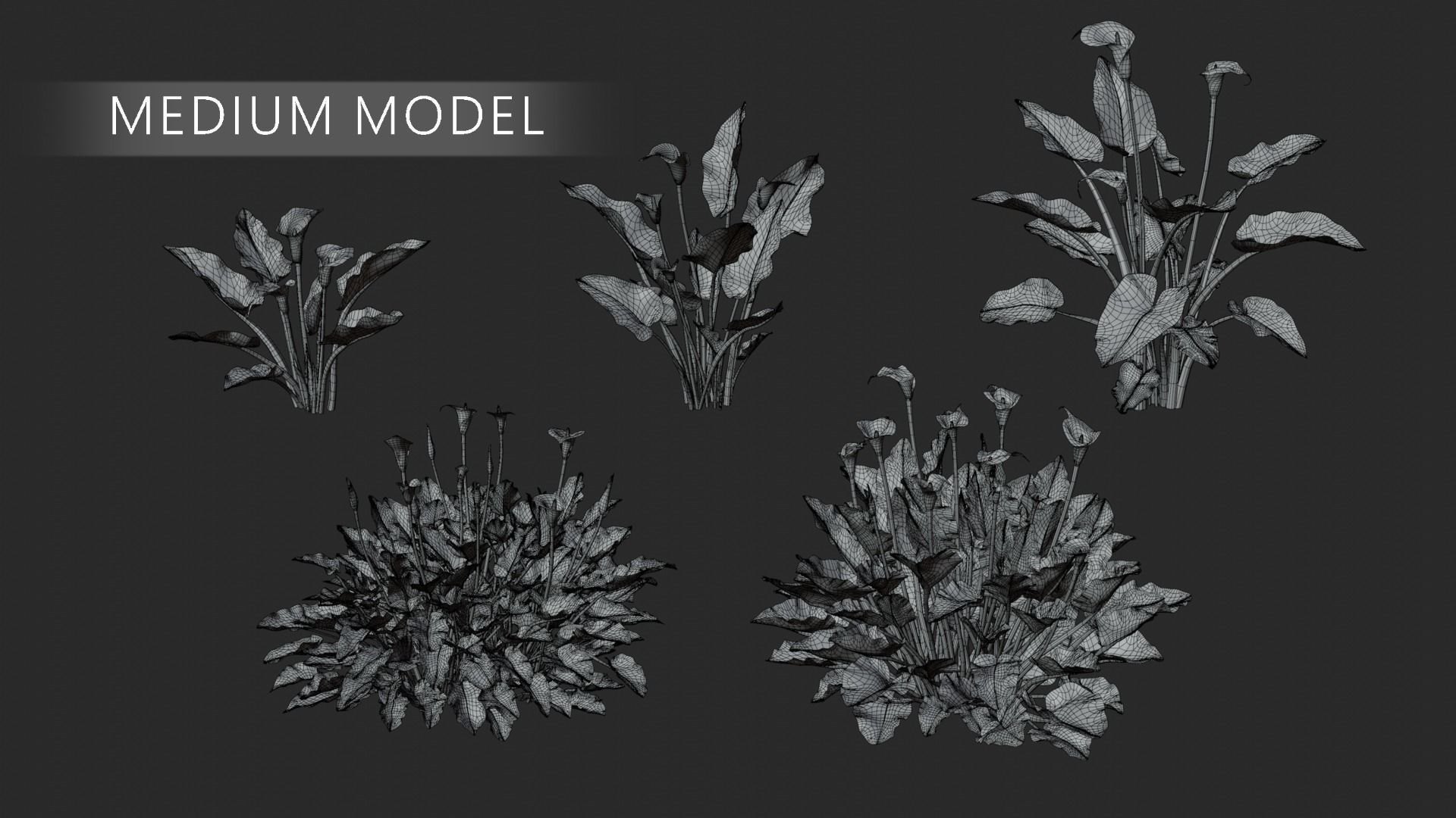 Calla Lily 3D model_6