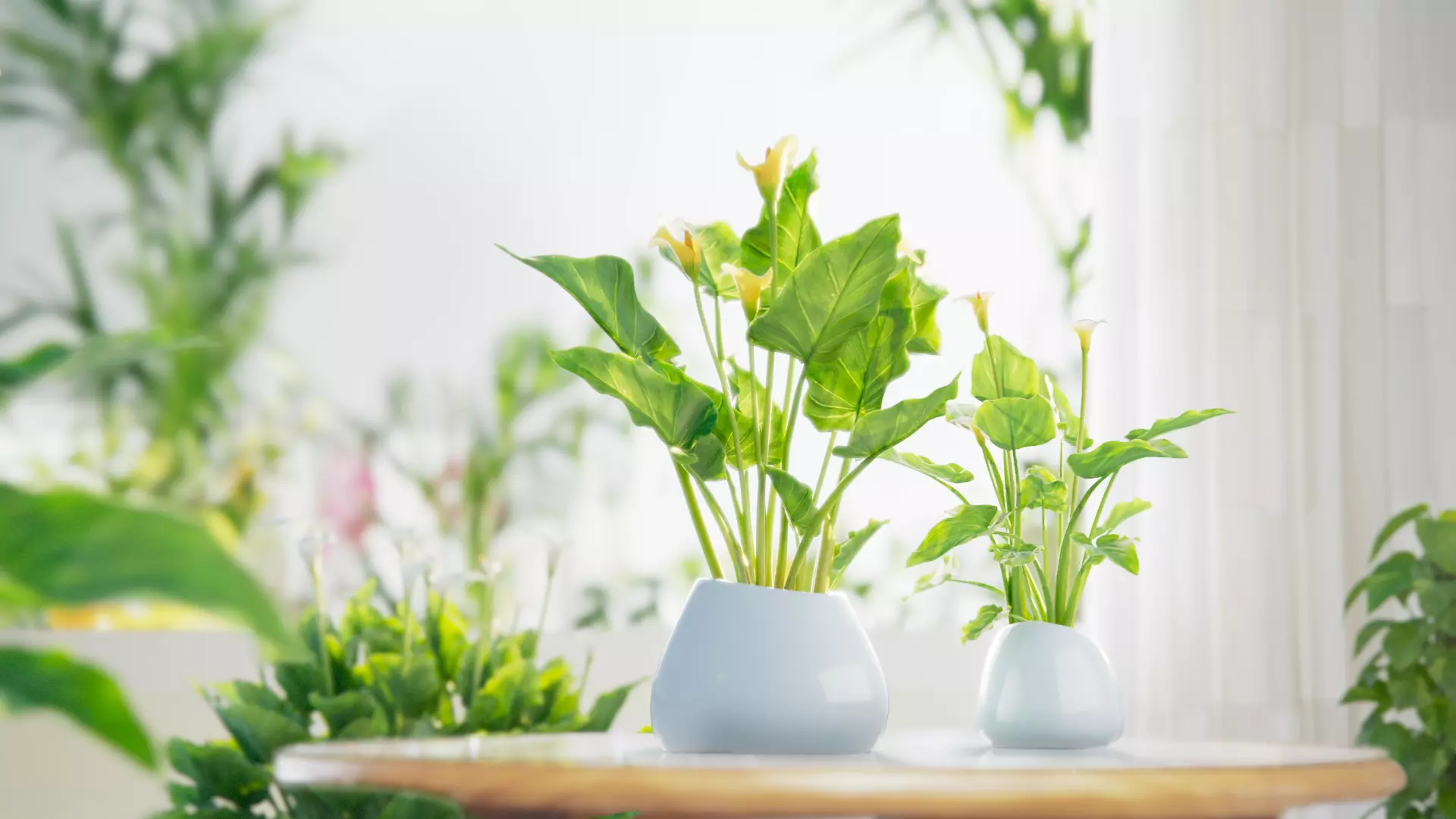 Calla Lily 3D model_0