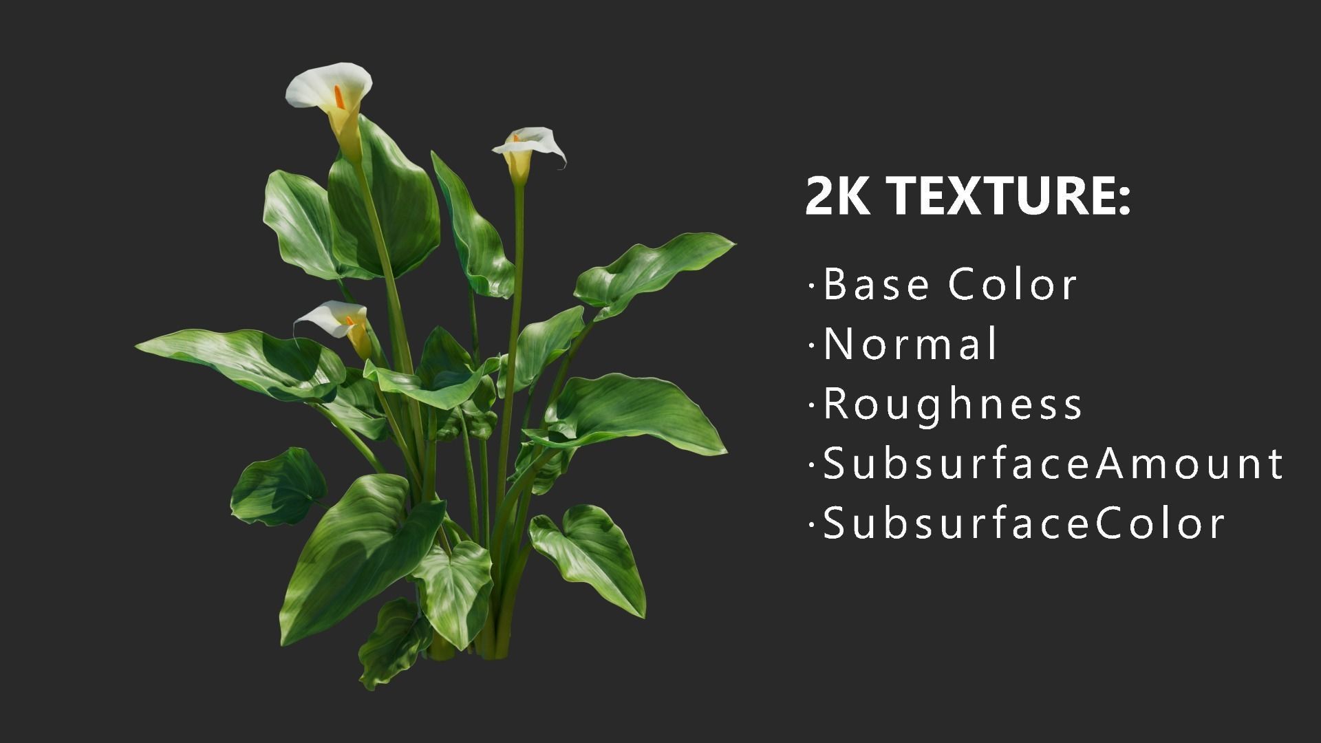 Calla Lily 3D model_9