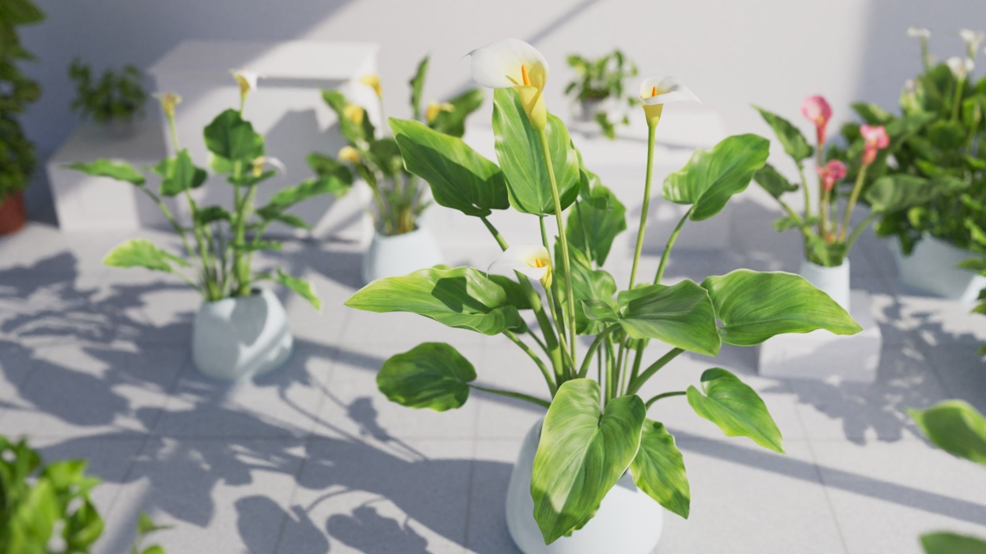 Calla Lily 3D model_4