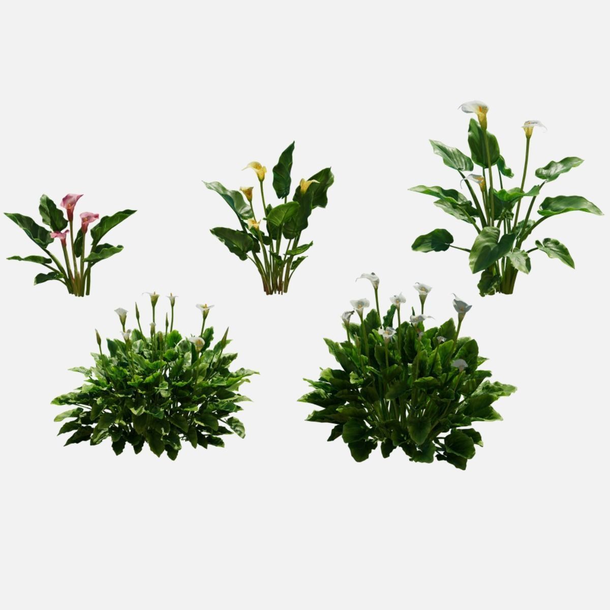 Calla Lily 3D model_8