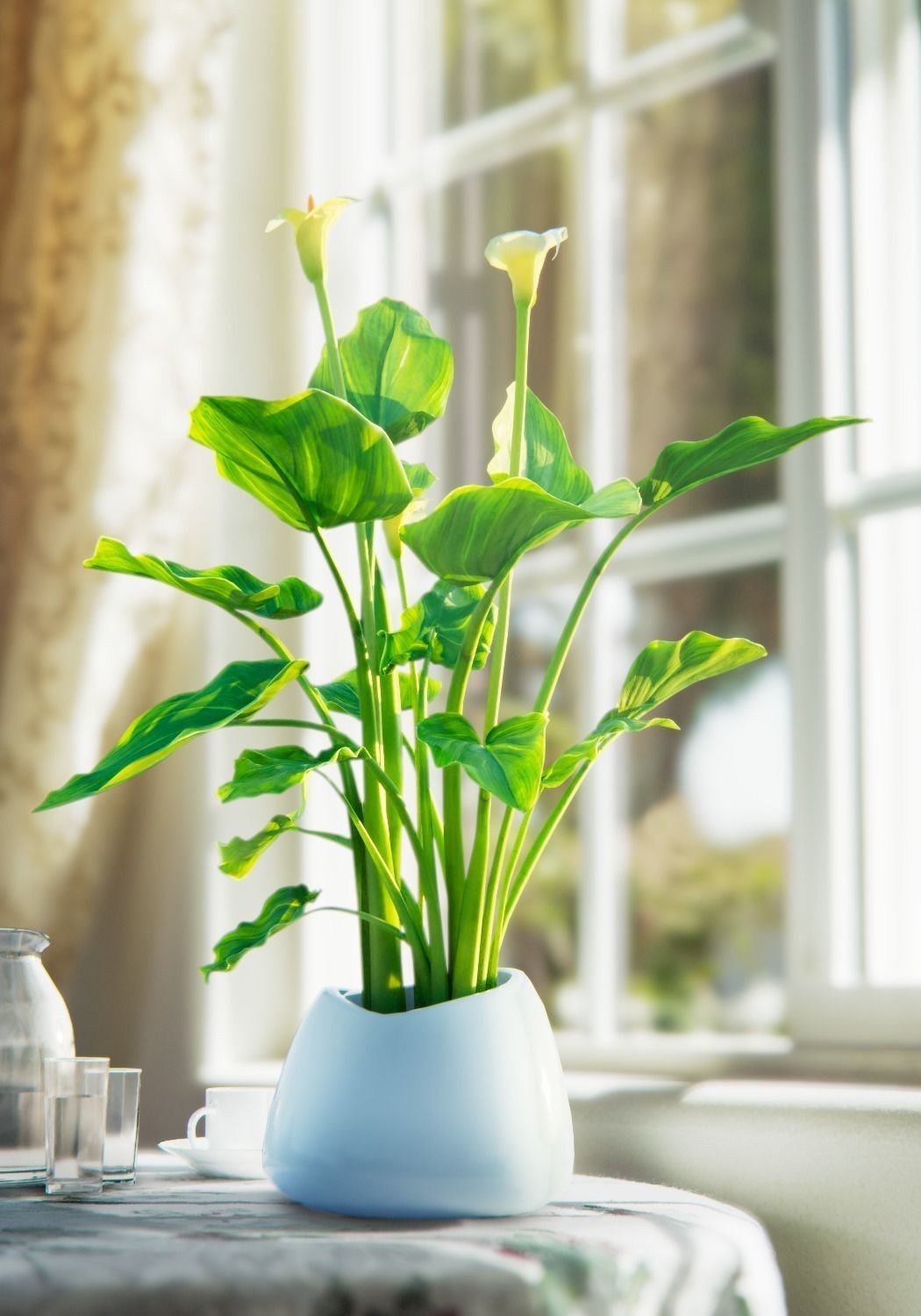 Calla Lily 3D model_2