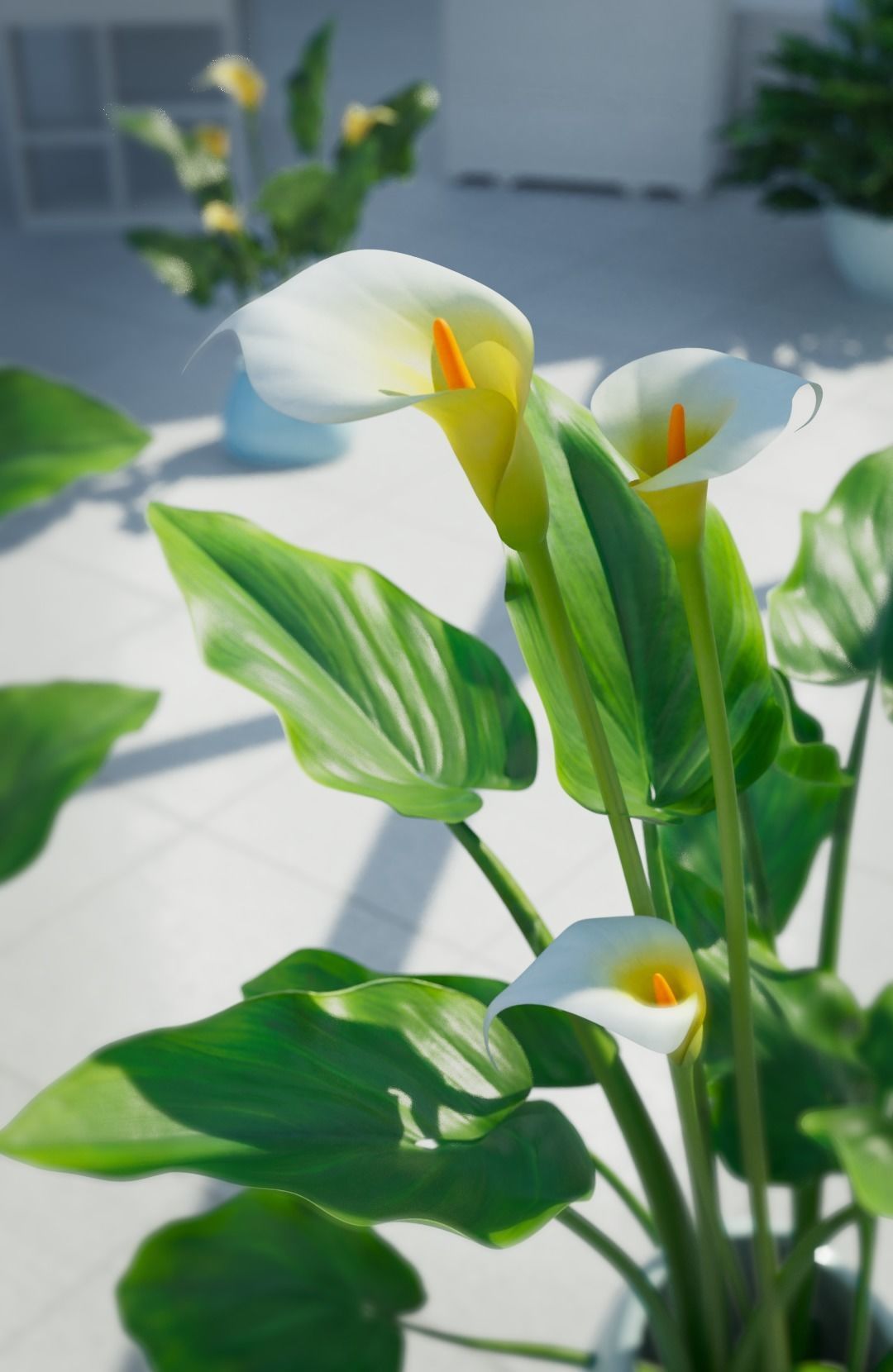 Calla Lily 3D model_3