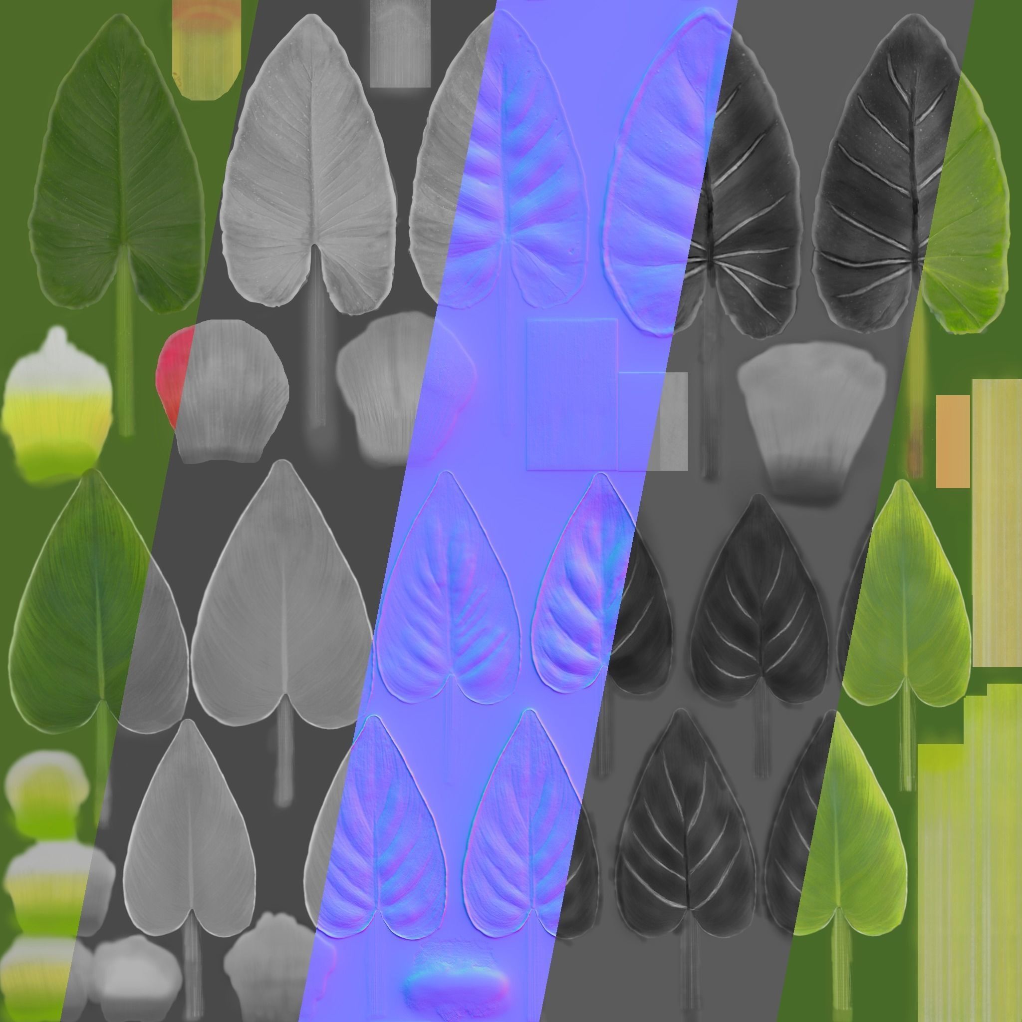 Calla Lily 3D model_12