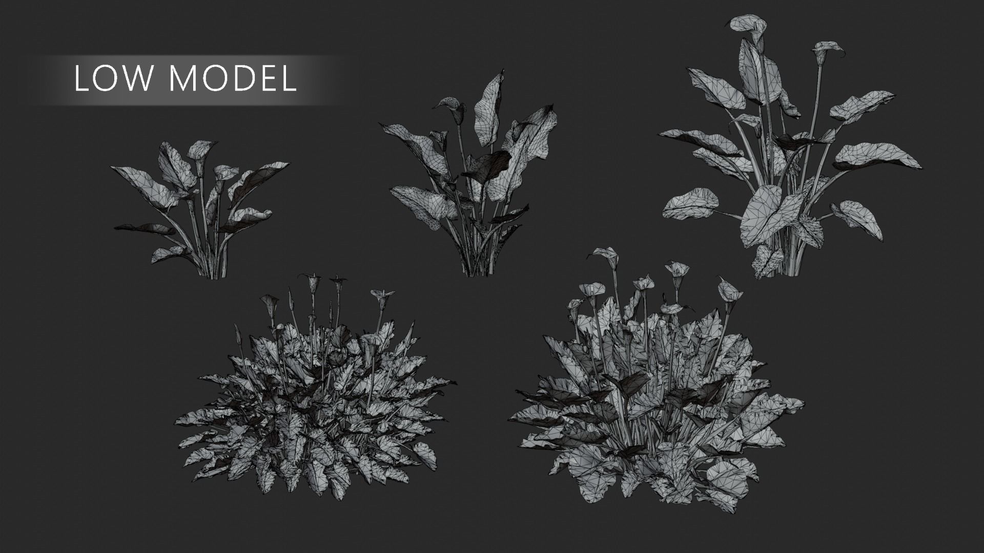 Calla Lily 3D model_7