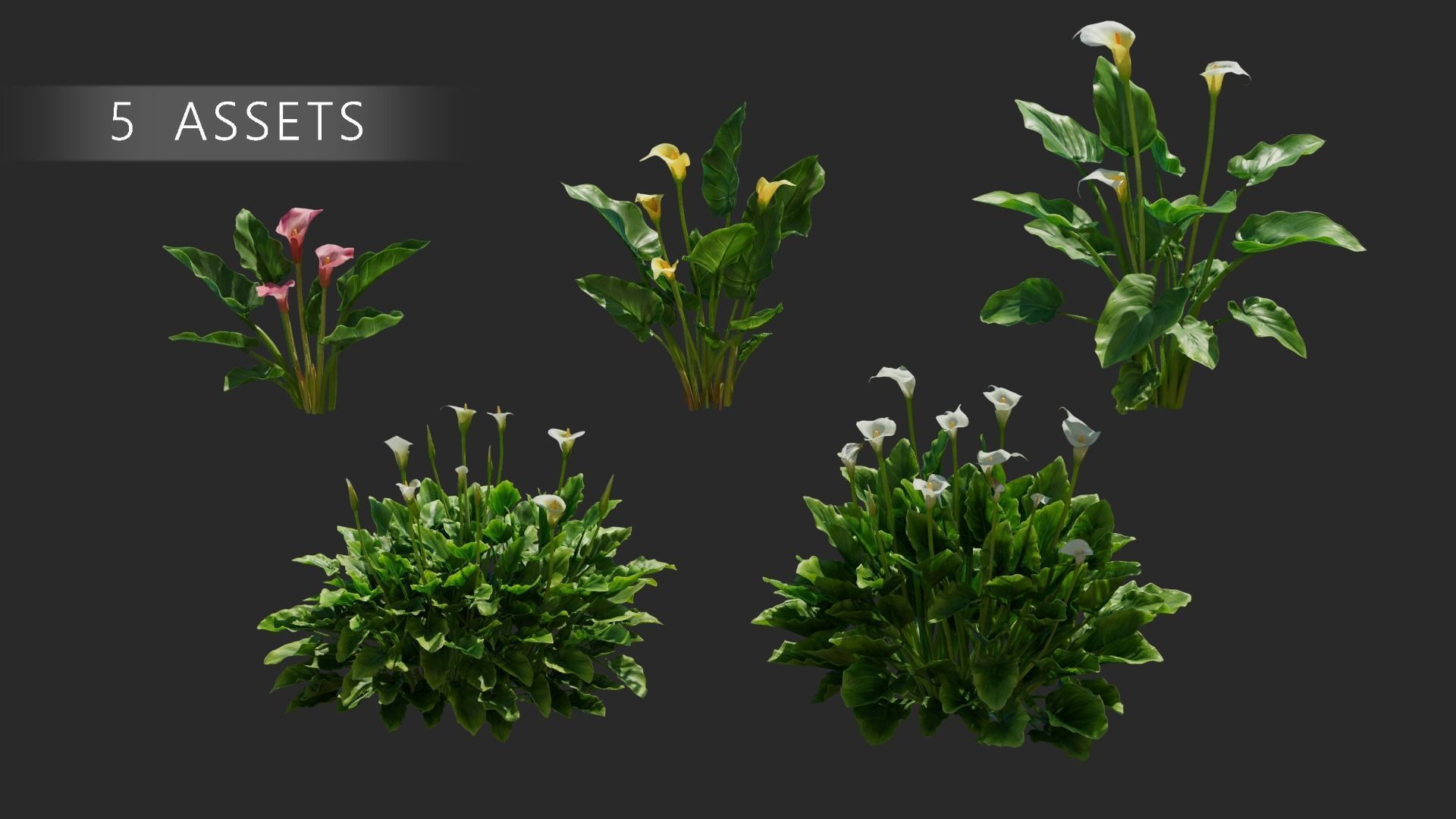 Calla Lily 3D model_5