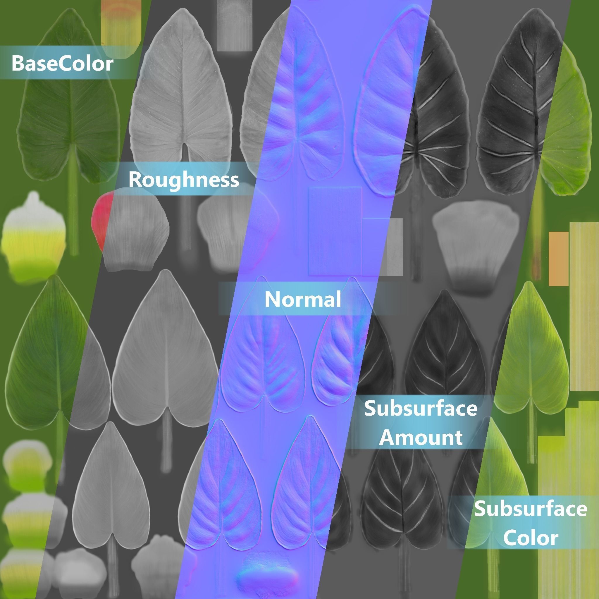 Calla Lily 3D model_11