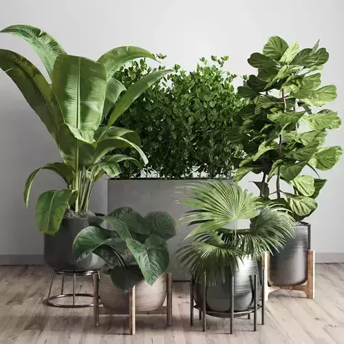 collection Indoor plant 43 vase