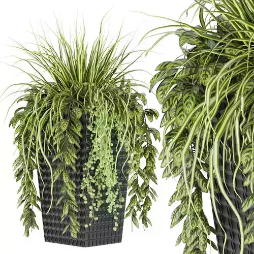 Collection plant vol 128 3D model