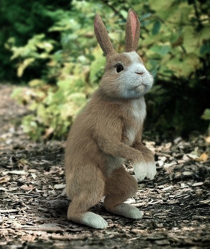 Young Rabbit  with hair 3D model