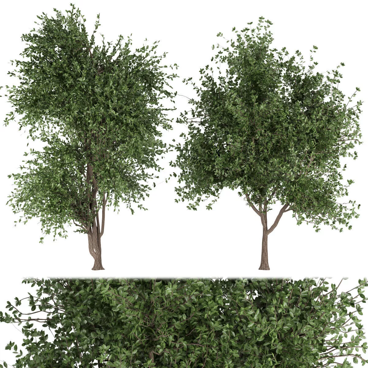 Collection plant vol 131 Free 3D model