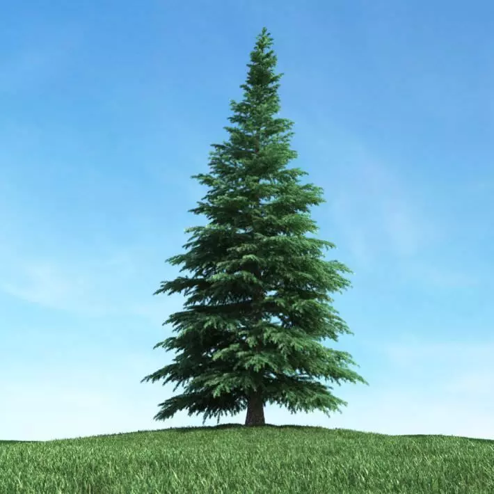 Fir Tree 3D model_0