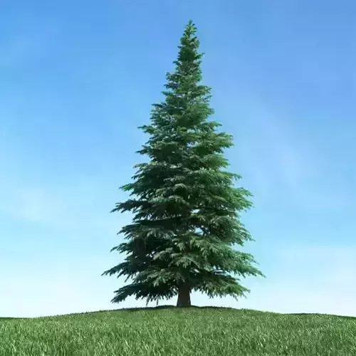 Fir Tree