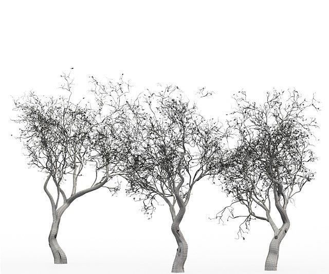 3 Tree silhouette Dry Tree Or Dead Tree001 3D model_4