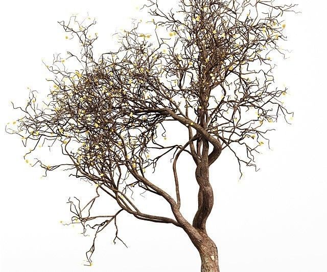 3 Tree silhouette Dry Tree Or Dead Tree001 3D model_2