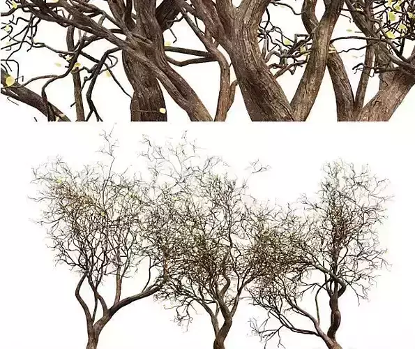 3 Tree silhouette Dry Tree Or Dead Tree001 3D model