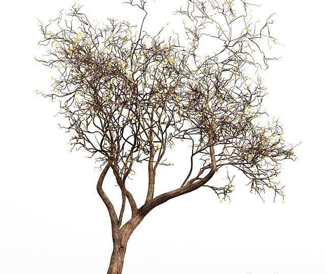 3 Tree silhouette Dry Tree Or Dead Tree001 3D model_1