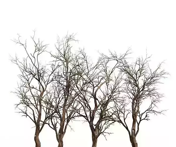 Tree silhouette Dry Tree Or Dead Tree002