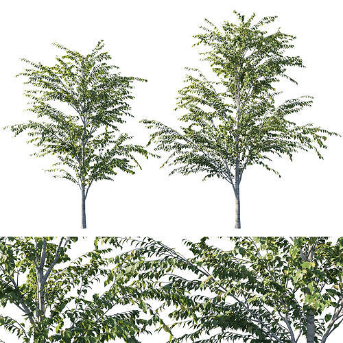 Betula utilis tree 3D model
