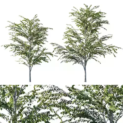 Betula utilis tree 3D model