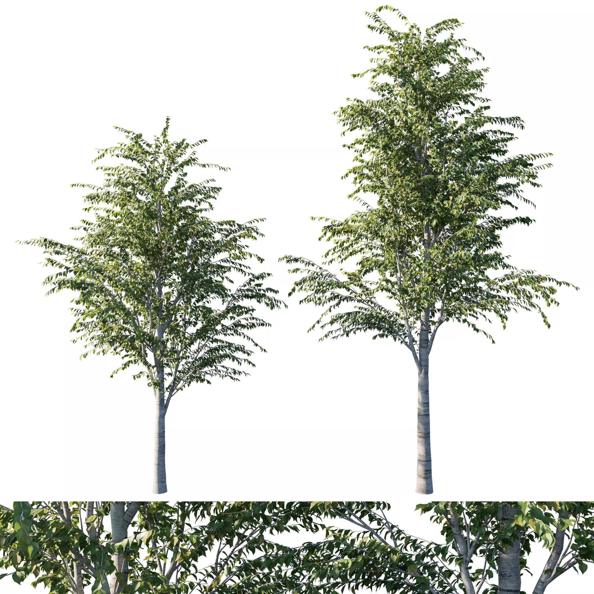 Betula utilis tree 02 3D model